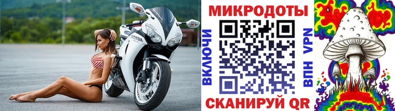 Псилоцибиновые грибы Psilocybe  Торопец 